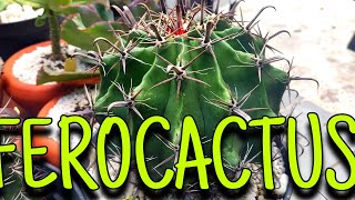 Ferocactus, um cacto quase perfeito .. Atualização do canal ...