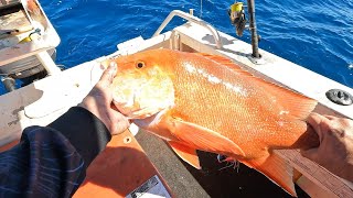 Epic Red Emperor Session Whale watching and tour guiding for the French man!