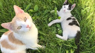 Funny Cats/Einstein&Siusi/Like and Subscribe!!!Thank you!!!