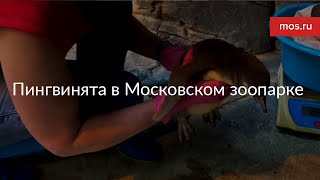 Пингвинята в Московском зоопарке