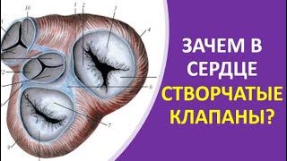 30. Зачем в сердце створчатые клапаны?