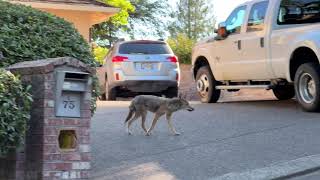 Urban Coyote Walks and Poops in Mountain Park, Oregon