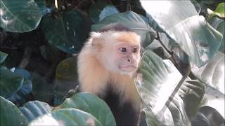 Mono Carablanca | White faced Monkey | Cebus capucinus