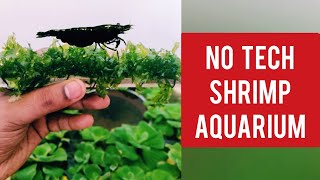 Low Budget !! No Tech !! Shrimps Pond/Tub Aquarium - தமிழ் with English Subtitles