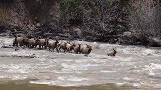 Elk Herd crossing the Shoshone River part one