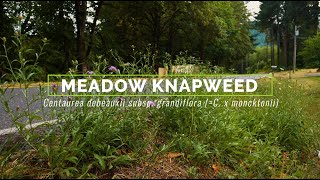 Meadow Knapweed