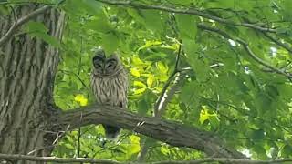 Barred Owl in New Jersey | Ken Beam spots Barred Owl | Nature`s wonders