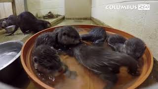 Rub a dub dub, 5 otter pups in a tub