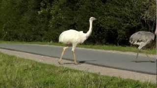 Weisser Nandu- gesichtet als er eine Strasse überquerte und weiterzog am 30.09.2012.