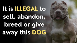 American Bully XL must be kept MUZZLED and on LEAD ahead of BAN #crime