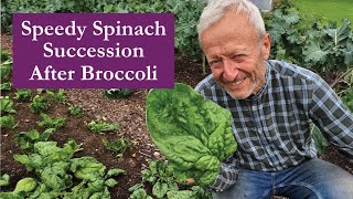 Spinach Summer Succession after broccoli, quick ground preparation #nodig