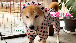 柴犬何しても可愛いです＾＾