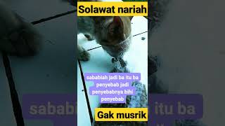 kucing makan.sound solawat nariyah gak musrik