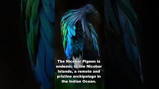 Discovering the Enigmatic Nicobar Pigeon: A Fascinating Journey into its World