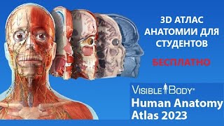 Human Anatomy Atlas (3D) - бесплатная версия и подробный обзор