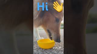 Happy dog drinking water #shortvideo #dog #dogememe #funnyanimal #cat #dogchallenge #funnypet #cute