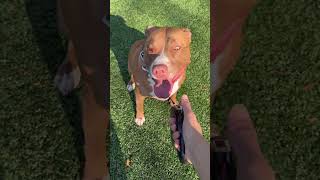 Morning routine with my Pitbull 🐕🏃‍♂️#doglover #dog #cutedog #americanbully #funnyvideo #shorts