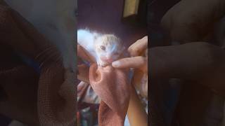 so cute kitten 🐈#shortsvideo #ytshorts #viralshorts #petshorts #pets #kitten #baby