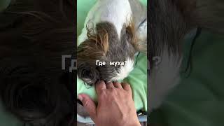 Запрыгнула за мухой #видеопрособак #pets #puppy #животные #cute #собаки #doglife #animals