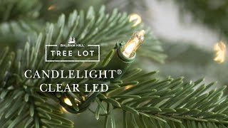 Candlelight Clear LED | Tree Lot