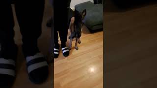 Malinois puppy fast tricks 💪🐶