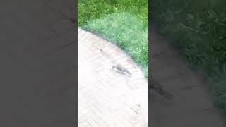 woodpecker cleaning up the ants