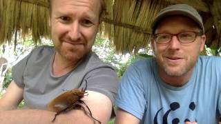 Elephant beetle male in Cocobolo Nature Reserve, Panama!