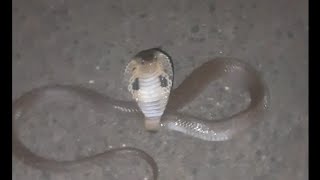 INDIAN BOY TALKING & PLAYING WITH COBRA