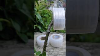 Kenapa Plastik Grafting  Ini Terbaik?! #grafting #graftingtechnique #shorts