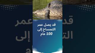 قد يصل عمر التمساح إلى 100 عام