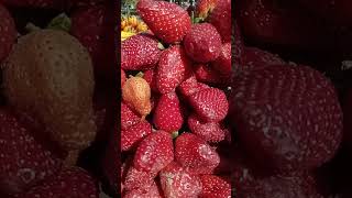 Boht Mazay ki strawberry 🍓 very tasty and sweet #shortsyoutube