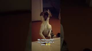 I Think We All Do Reacts Like This For Additional Points 😂🤣 #shorts #dogsofyoutube #petbloopers