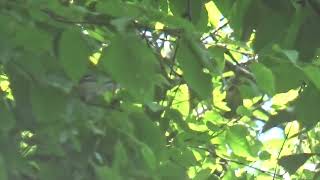 NORTHERN PARULA WARBLER