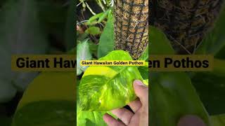 Giant Hawaiian Golden Pothos || #mylittlejungle #plantita #shorts