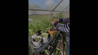 PEAS SHOOTS HARVEST | Timelapse | Greenhouse Growing | February Harvest | Potager | Zone8b