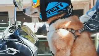 Pit, o cachorro Motociclista de BMW F800GS e Tornado