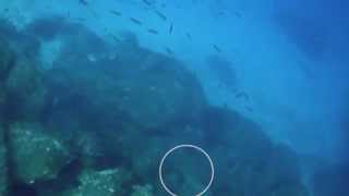 When the Fish Laugh aka Party at -13th Floor - Spearfishing Greece