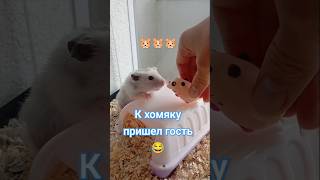 К хомяку пришёл гость. #хомяк #питомцы #приколысживотными