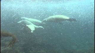 Swimming with Sea Lions at Santa Barbara Island