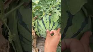 my village's fresh juicy organic watermelon cutting #shorts #watermelon