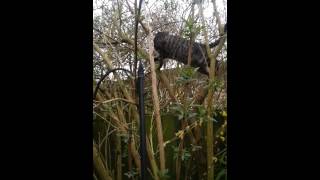 How NOT to climb trees by Tilly