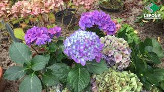 Hoe snoei ik een hortensia in de winter? | Lepona Tuinarrangeurs