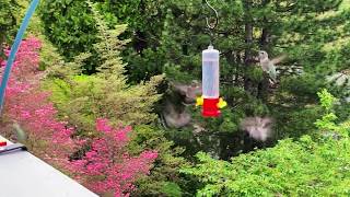 More Crazy Hummingbirds