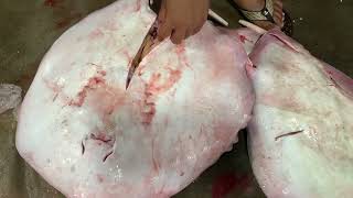 Wow! Amazing Stingray Fish Cutting Video inside the Market | FLV Official