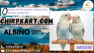 Albino Fischer Split ll African love Birds ll Adults ll Pet Birds ll Love birds ll Chirpkart ll @CBE