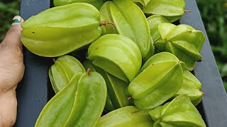 fruit harvesting what beautiful star fruit ✌️😉😝😋🤤