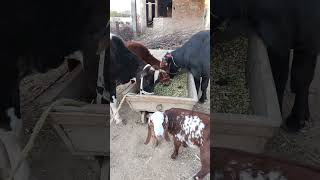 Cows, buffaloes and goats eating فودڈر #shorts #kidsvideo