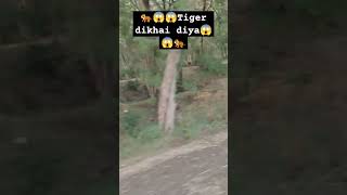 #why #crying #tiger #viral #shortsvideo #shorts #trending #trendingshorts #viralvideo #crypto #love