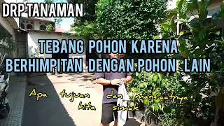 JARAK POHON TERLALU BERDEKATAN, Ini perlu diperhatikan, dan ini mengatasinya