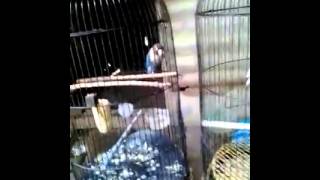 adu ngekek love bird pastel biru